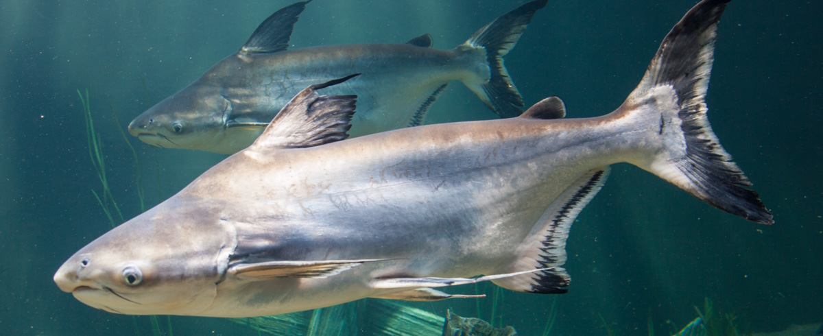 ID_GiantPangasiusCatfish_1200x490